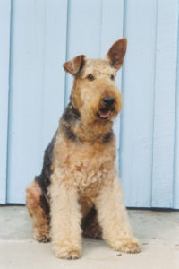 Rehomed Airedale